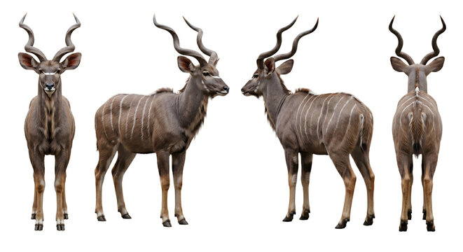 Kudu antelope stands in a collection of four distinct poses showing the front, side, and back profiles.