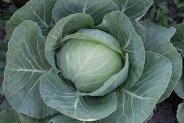 Obraz premium Mature White Cabbage Growing In Farm Garden Ready For Harvest Agricultural Production