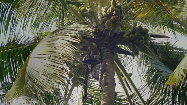 A daylight outdoor shot of a skilled Indian Asian man climbing or ascending the coconut tree and plucking or harvesting a fresh coconut with the help of a big sickle in a coastal village in India. 