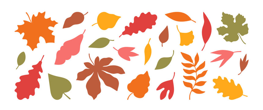 Collection of autumn leaves silhouette. Fall leaf maple, rowan, oak, chestnut and other red, yellow, green, brown colors. Harvest time. Forest nature. Vector flat illustration