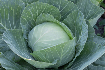 Obraz premium Mature White Cabbage Growing In Farm Garden Ready For Harvest Agricultural Production