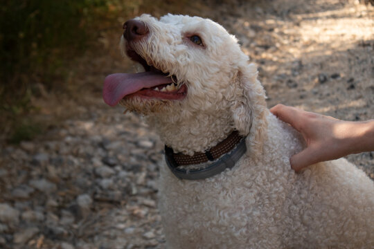 Primo piano di un cane Lagotto Romagnolo bianco che ancona felice mentre riceve una carezza sulla schiena da una mano umana