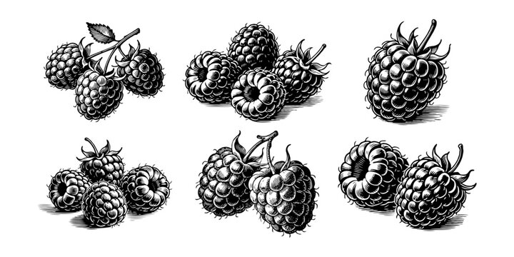 Assorted raspberries drawn in detailed hand-drawn engraving style, shown on white background, representing fruit, nature, and organic produce concepts