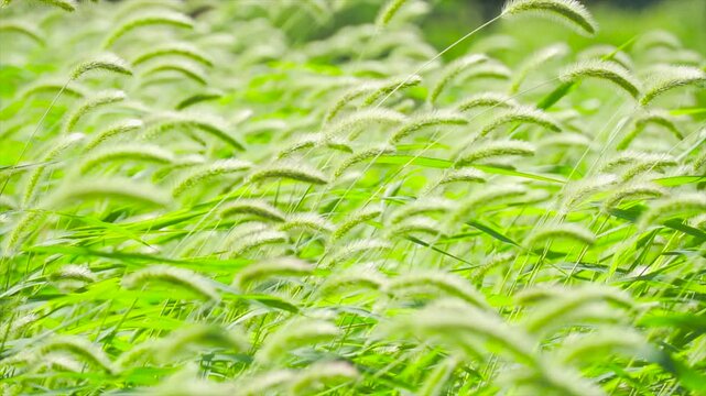 Green Foxtail Grass Swaying in Breeze