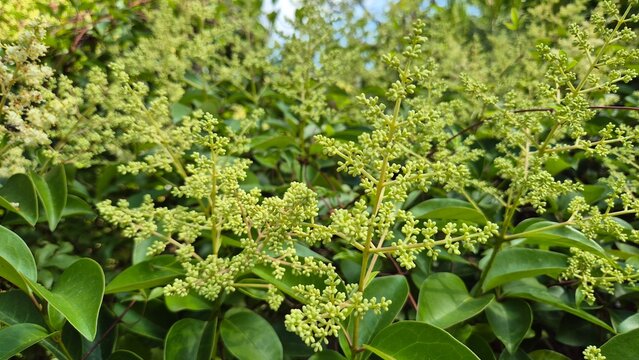 Glossy privet (Ligustrum lucidum) hedge showing dense green foliage and expansive white flower bud panicles	