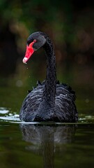 Naklejka premium Elegant black swan with red beak gracefully swimming in water