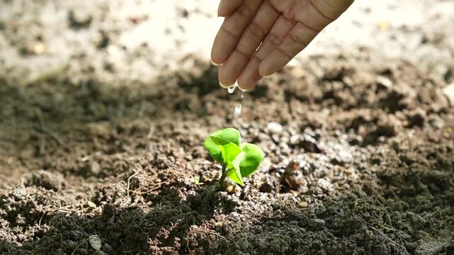 Close-up of a hand watering a young green seedling in fertile soil, symbolizing plant growth, environmental conservation, sustainability, hope, and a greener future.