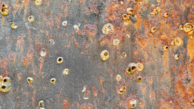 Barnacles (subclass Cirripedia) attached to a rusty metal surface, displaying their conical shells. The barnacles vary in size, with shells ranging from light beige to dark brown.