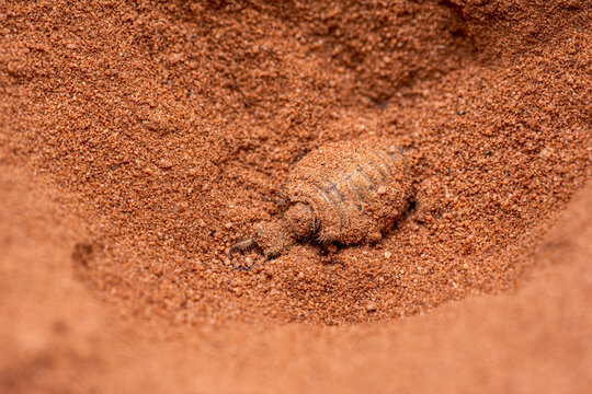 Antlion larva creating conical sand pit trap