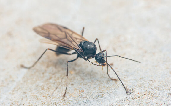 Winged black carpenter ant on textured surface
