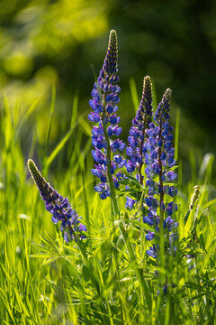 Vertical shot of beautiful purple lupine flowers blooming in a vibrant green meadow under warm sunlight
