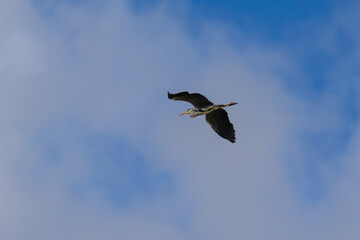 Obraz premium Grey heron soaring in high flight against a blue sky with light white clouds