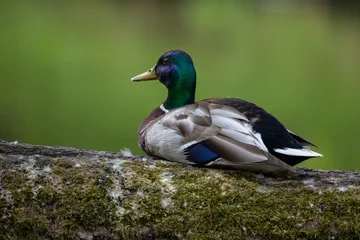 Close-up profile portrait of a male mallard duck sitting on a mossy log against a bright green background © castenoid