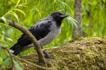 Obraz premium Close-up profile portrait of a young hooded crow fledgling perched on a branch among green willow leaves