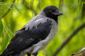 Obraz premium Close-up profile portrait of a young hooded crow fledgling perched on a branch among green willow leaves
