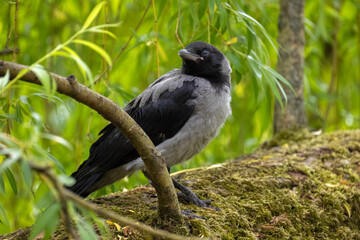 Obraz premium Close-up profile portrait of a young hooded crow fledgling perched on a branch among green willow leaves