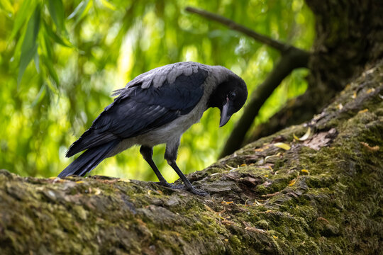 Curious young hooded crow fledgling tilting its head and looking at something on a mossy tree branch