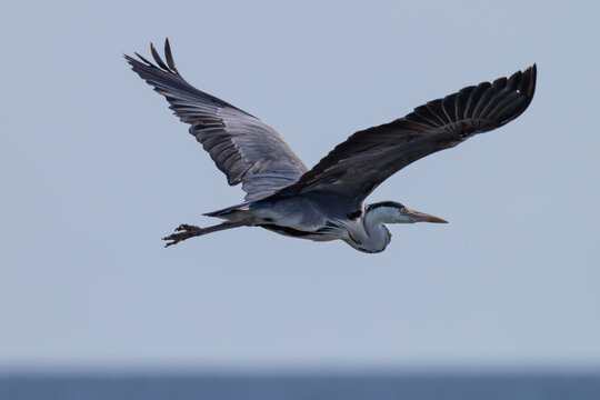 Close-up profile view of a grey heron flying with outspread wings over a calm blue water surface