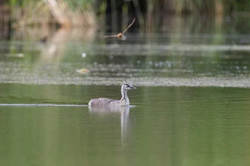 Profile view of a single young Great crested grebe chick swimming on the calm green water surface of a lake © castenoid