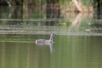 Profile view of a single young Great crested grebe chick swimming on the calm green water surface of a lake © castenoid