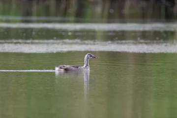 Profile view of a single young Great crested grebe chick swimming on the calm green water surface of a lake © castenoid