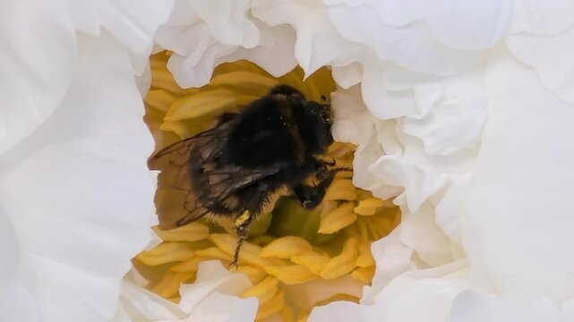 A furry bumblebee collects pollen from a large white peony flower. Beautiful natural background. Summer garden. Bright sunny landscape. Close-up of a striped bumblebee. Insects. Bumblebees.