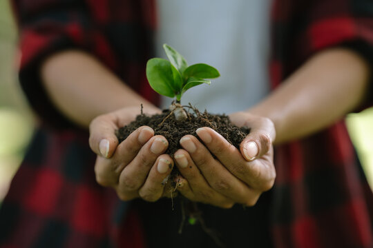 Hands gently holding a young green seedling with fertile soil, symbolizing environmental conservation, sustainable development, growth, hope, and a commitment to a greener future.