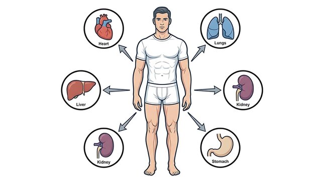 Human body anatomy chart showing major internal organs and systemic connections