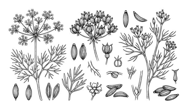 Vintage Botanical Caraway Cumin Spice Plant Line Art Collection Engraved Vector Illustration