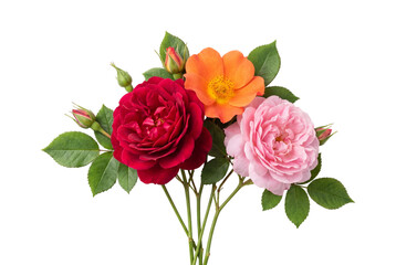 Fototapeta premium Assorted roses with green leaves on transparent background