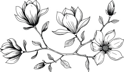 Hand-Drawn Magnolia Flower Branch Illustration, Black and White Line Art of Magnolia Blossoms and Leaves © Art by Chandon