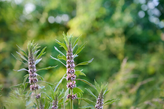 Medicinal herb Leonurus cardiaca or Motherwort growing wild in nature under warm sunlight.