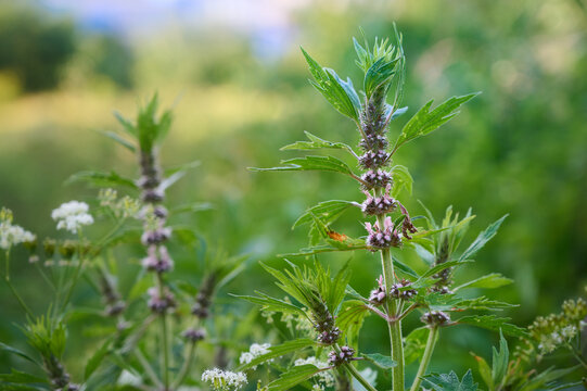 Medicinal herb Leonurus cardiaca or Motherwort growing wild in nature under warm sunlight.