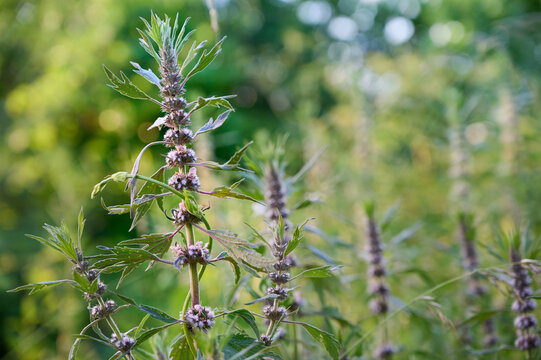 Medicinal herb Leonurus cardiaca or Motherwort growing wild in nature under warm sunlight.