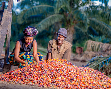Young Black woman and man sorting oil palm fruits in a lush grove, Nyanza Lac, Burundi