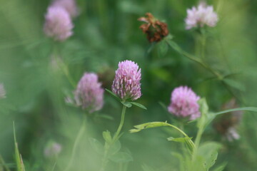 Fototapeta premium bee on a flower
