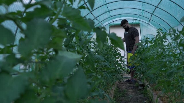 Farmer Applying Plant Treatment In Greenhouse Tomato Rows