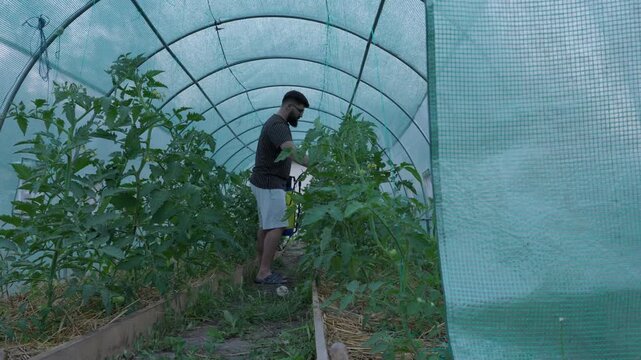 Man Spraying Tomato Plants In Greenhouse With Hand Pump Sprayer