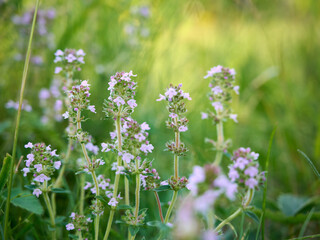 Obraz premium Flowering thyme (Thymus serpyllum) in a sunny meadow with a blurred background.
