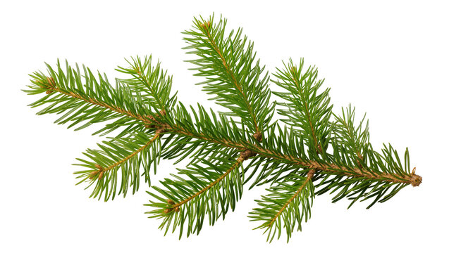 Green pine branch with needles