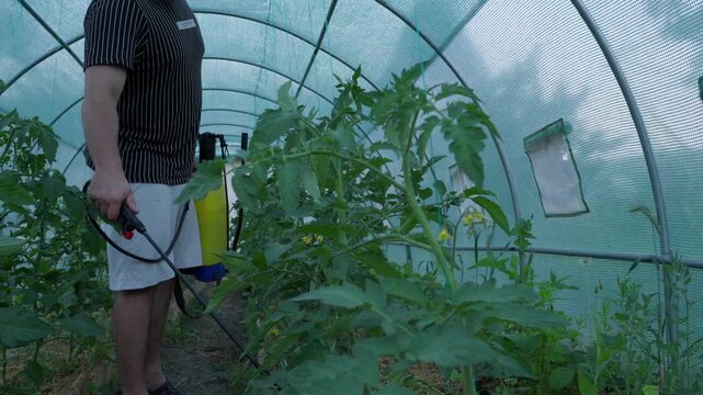 Farmer Spraying Tomato Plants Inside Greenhouse