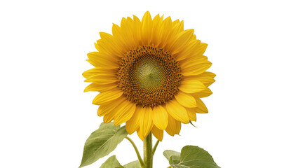 Obraz premium Bright yellow sunflower with green leaves on white