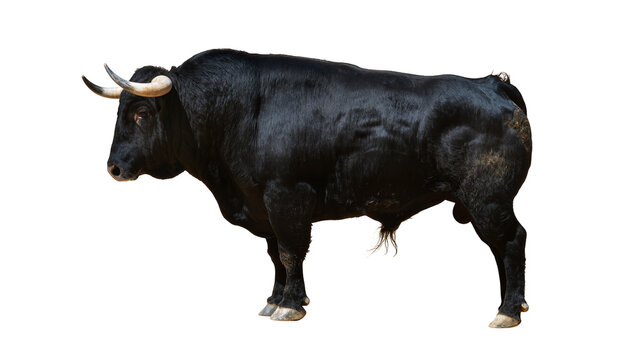 Powerful black bull with large horns standing profile