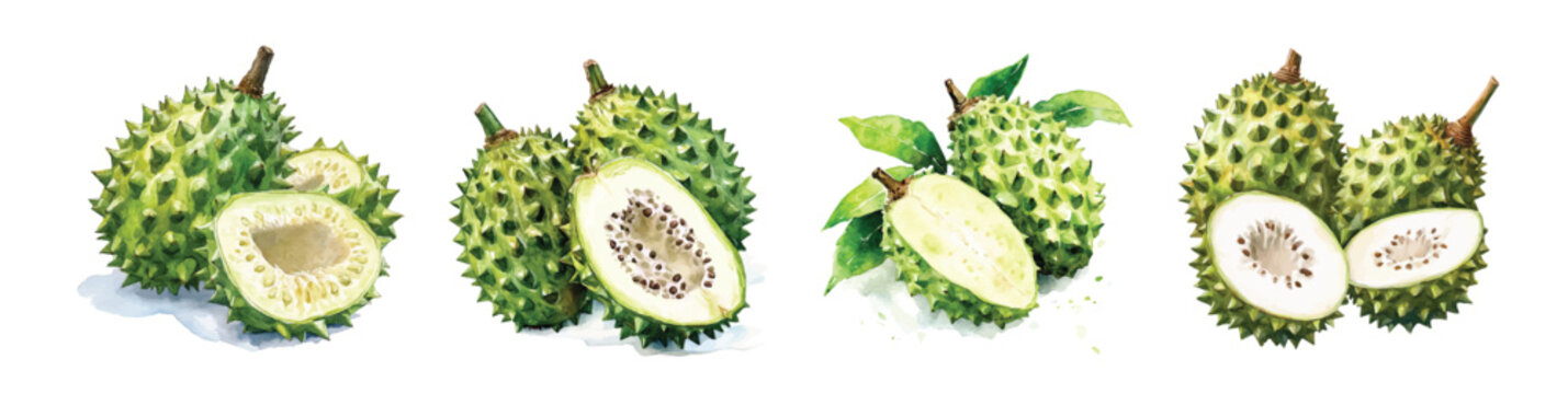 Minimal yet artistic elements for creative designs. hand-drawn paint, A beautiful painting of a soursop fruit, EPS format, isolated on a white background