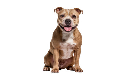American Bulldog sitting with tongue out, studio shot © Gabriela