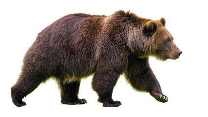 Fototapeta premium Brown bear walking profile view