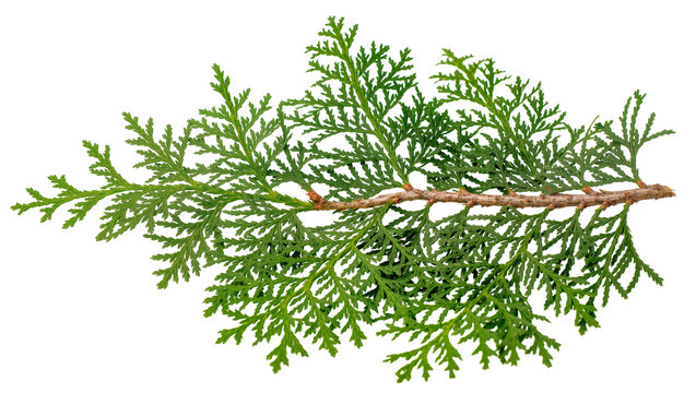 Green cedar branch with scale-like leaves and woody stem