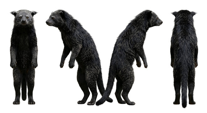Binturong appears in a series of poses demonstrating its thick black fur and robust frame from multiple distinct angles.