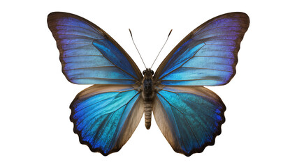 Fototapeta premium Blue Morpho Butterfly with Iridescent Wings