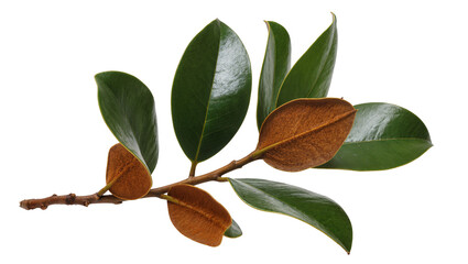 Magnolia branch with green and brown leaves © Sophia